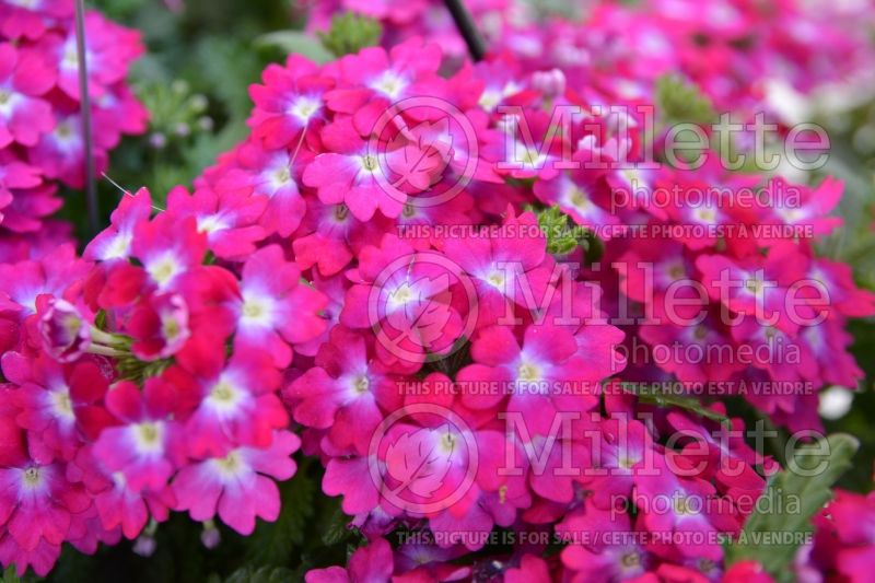 Verbena Empress Flair Neon (vervain) 1  