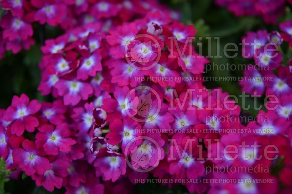 Verbena Empress Flair Neon (vervain) 2  