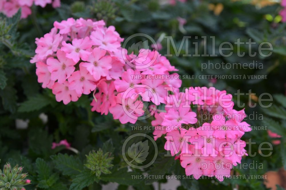 Verbena Empress Sun Pink (vervain) 2  