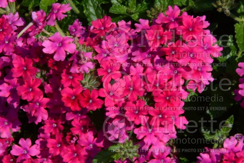 Verbena EnduraScape Magenta (Verbena)  1 