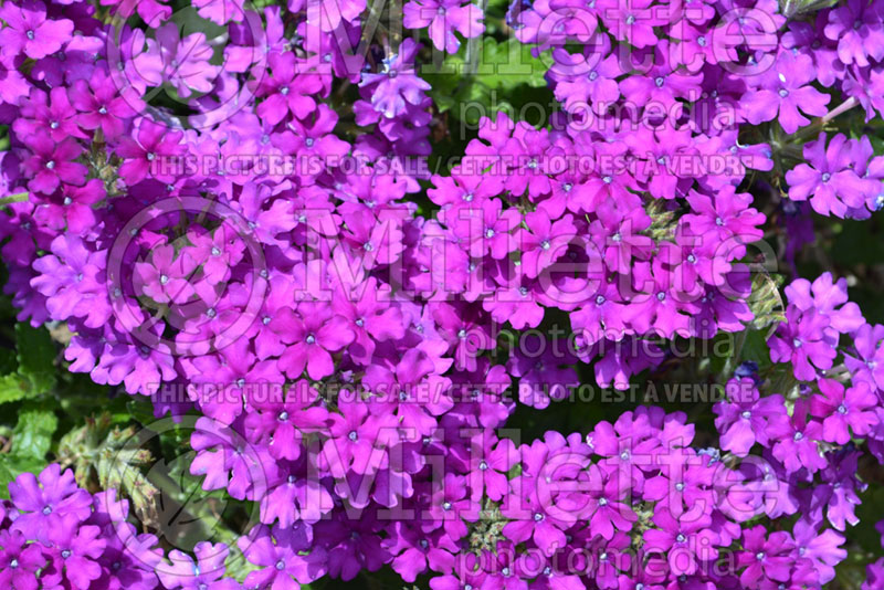 Verbena Enduro Purple ou Balendurp (Verbena) 1  