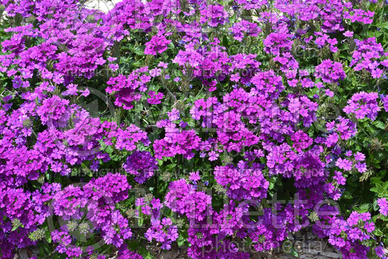 Verbena Enduro Purple ou Balendurp (Verbena) 2  