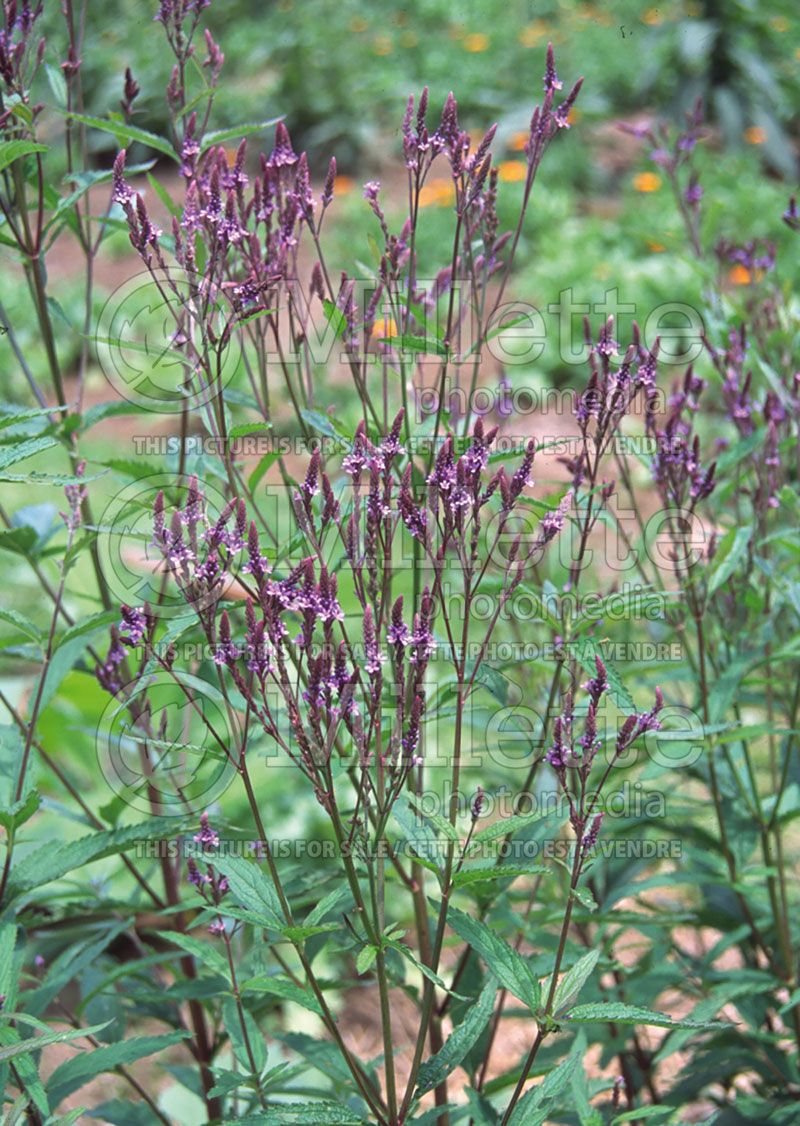 Verbena hastata (American blue vervain) 3 