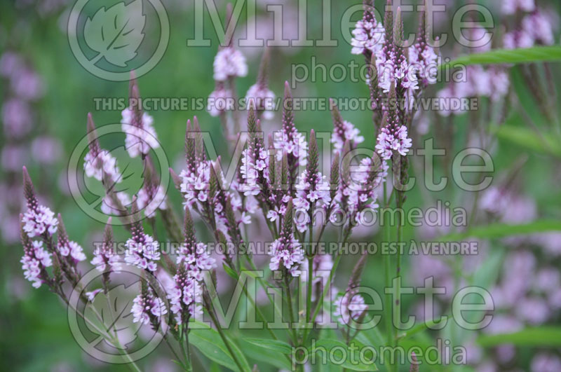 Verbena hastata Pink Spires (Verbena) 1  