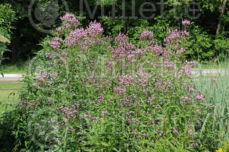 Verbena hastata Pink Spires (Verbena) 3  