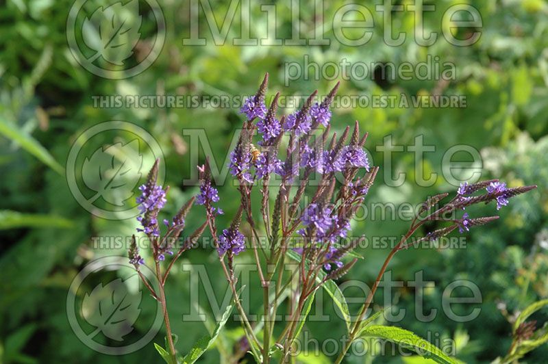 Verbena hastata (American blue vervain) 4 