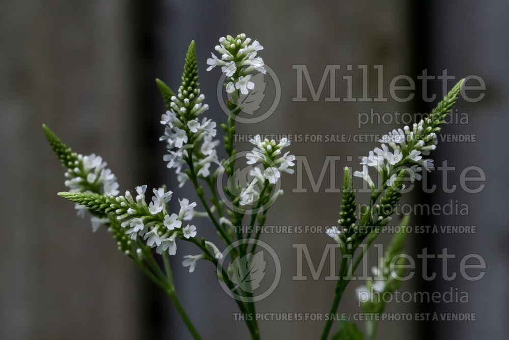 Verbena White Spire (Verbena) 2  