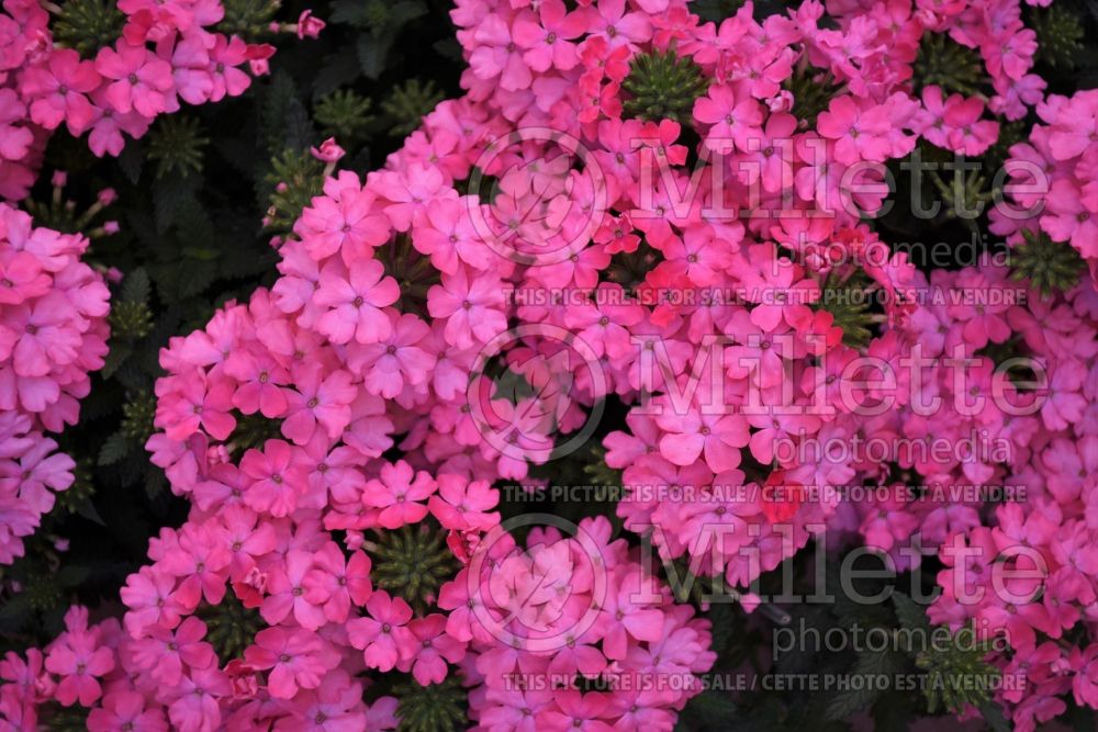 Verbena Lascar Salmon (Verbena)  1 