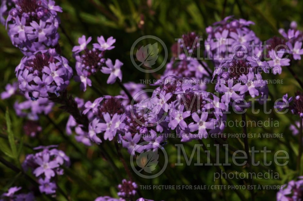 Verbena De la Mina (vervain) 3  