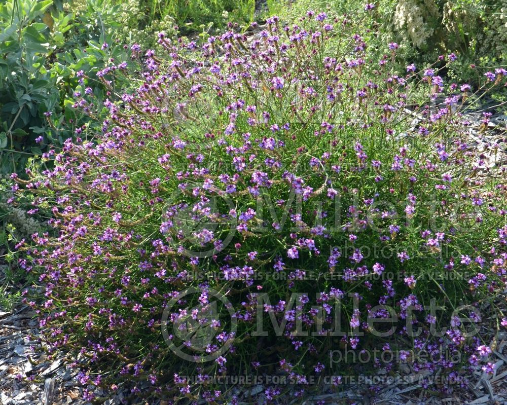 Verbena De la Mina (vervain) 2  