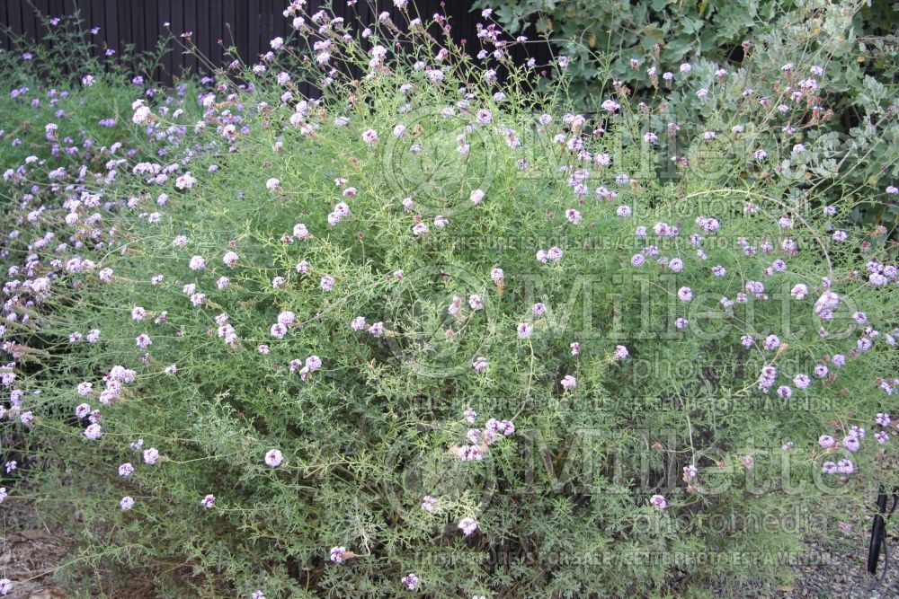 Verbena De la Mina (vervain) 5  