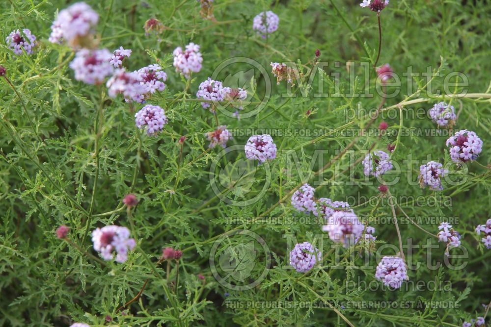 Verbena De la Mina (vervain) 6  