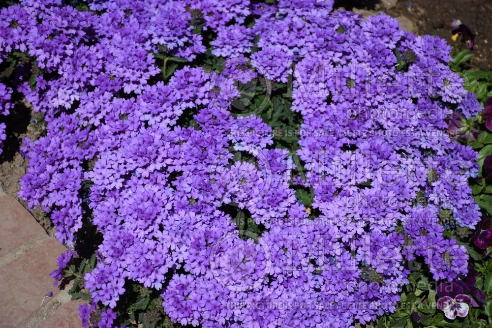 Verbena EnduraScape Blue Improved (Verbena)  1 