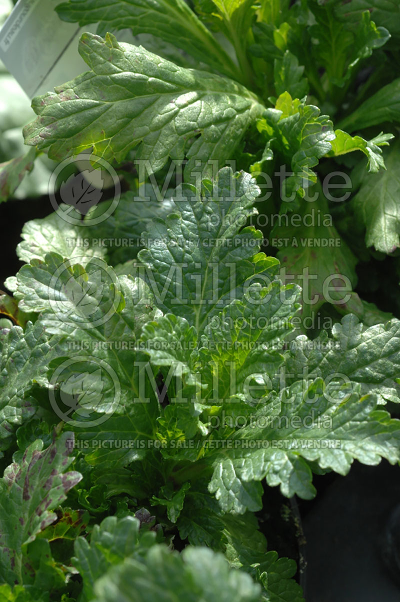 Verbena officinalis (Common vervain) 1  