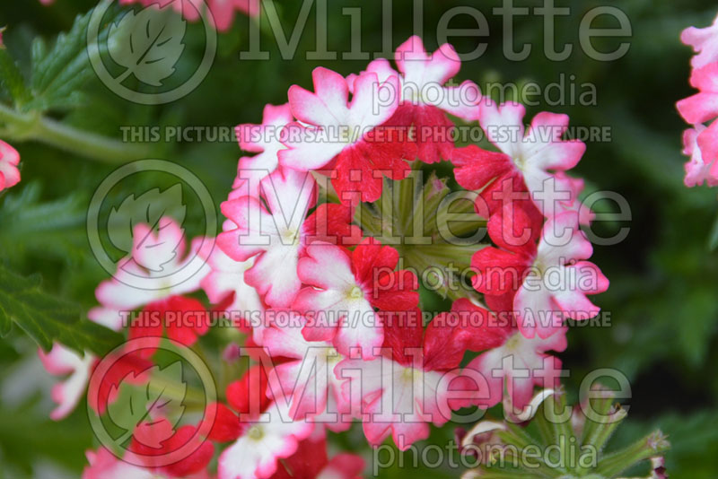 Verbena Red Fox Wicked Rad Red (Verbena) 1  