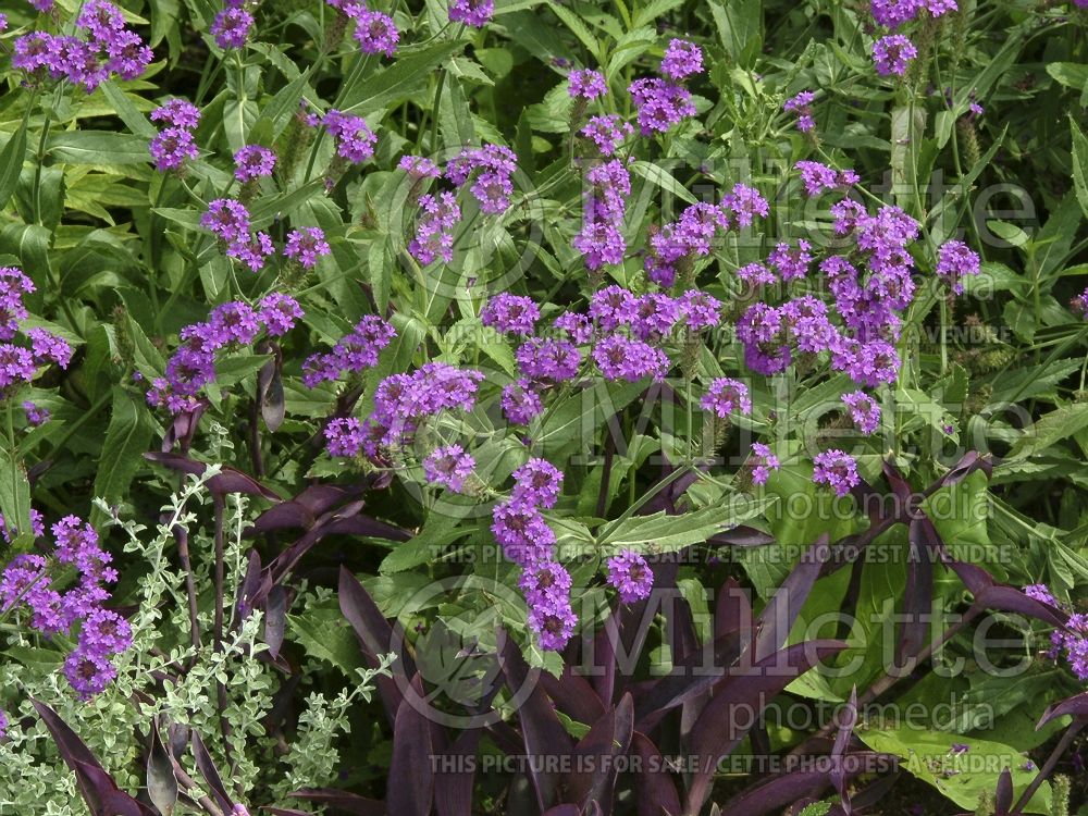 Verbena Santos (vervain) 1  