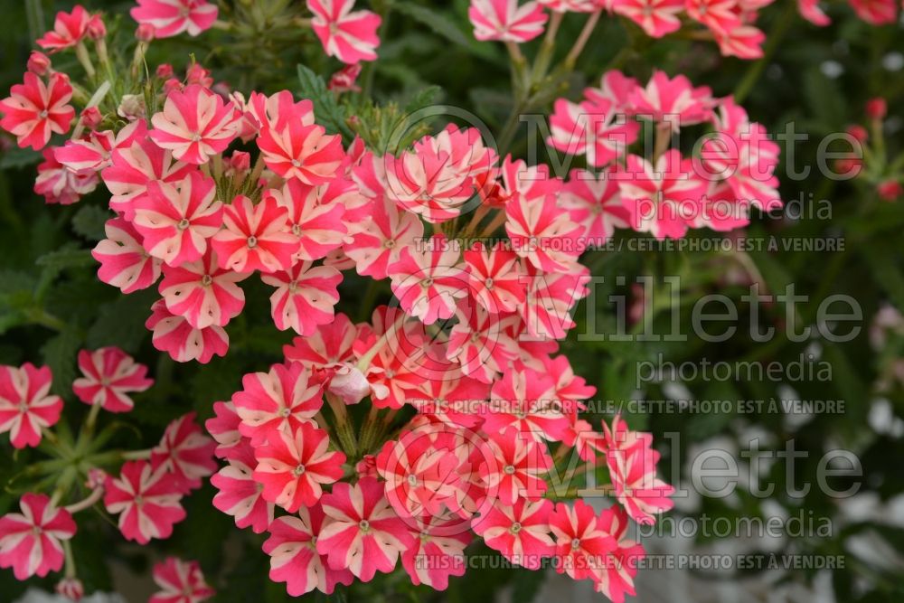 Verbena Samira Rose Star (Verbena) 1  