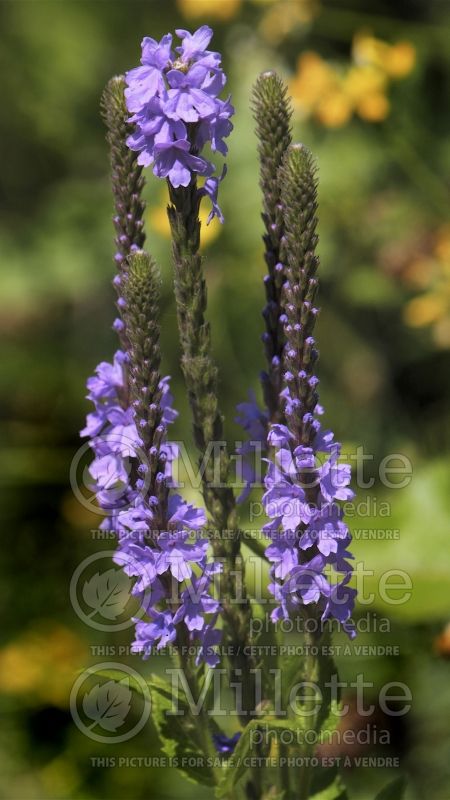 Verbena stricta (hoary vervain) 1  