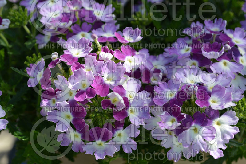 Verbena Superbena Sparkling Amethyst (Verbena)  1 