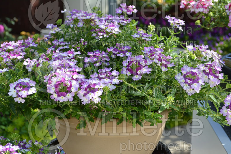 Verbena Superbena Sparkling Amethyst (Verbena)  2 