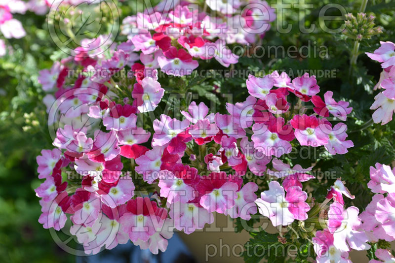 Verbena Superbena Sparkling Ruby (Verbena) 1  