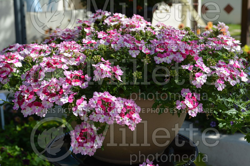 Verbena Superbena Sparkling Ruby (Verbena) 3  