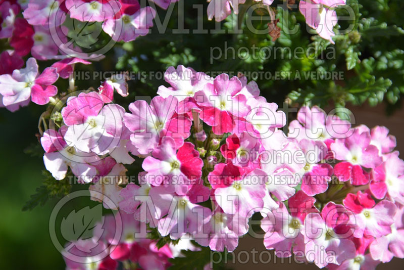 Verbena Superbena Sparkling Ruby (Verbena) 2  