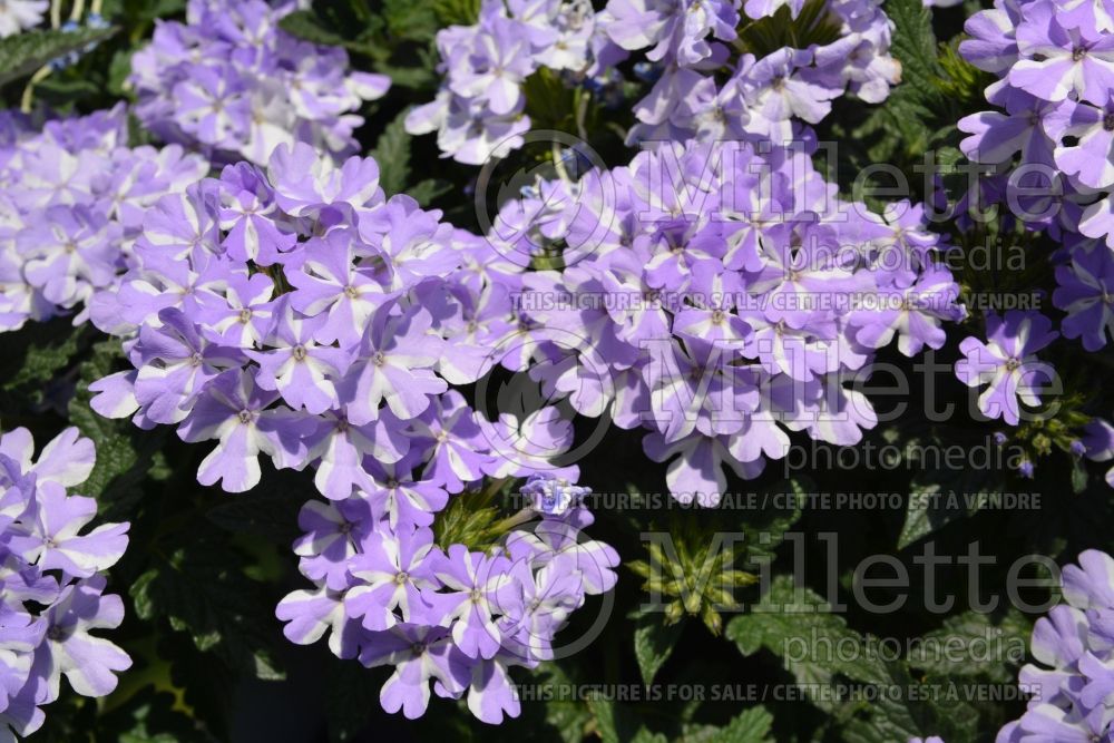 Verbena Superbena Stormburst (Verbena) 1  