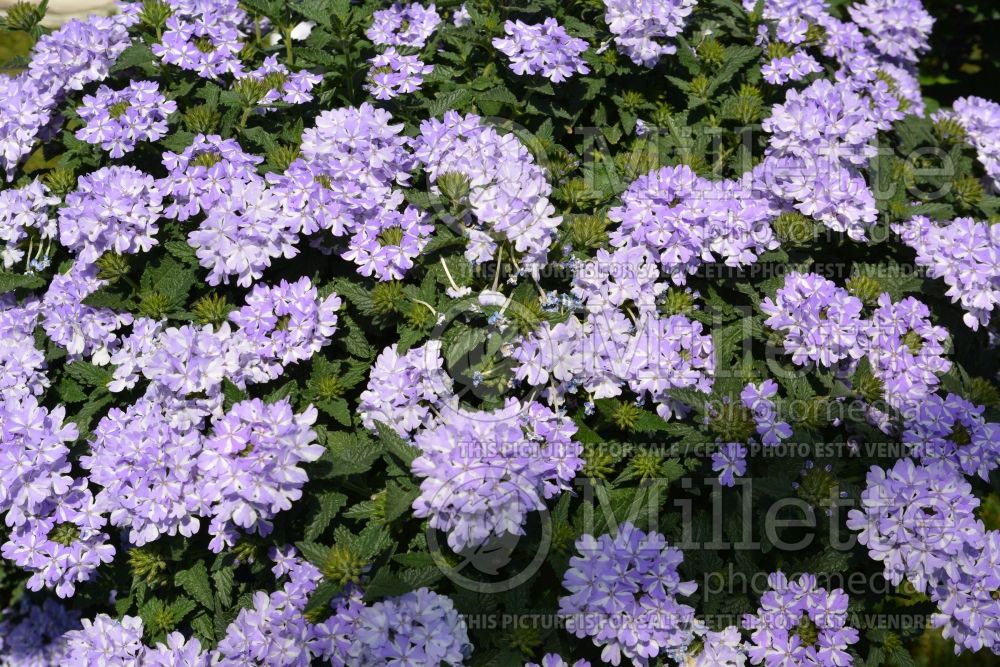 Verbena Superbena Stormburst (Verbena) 2  