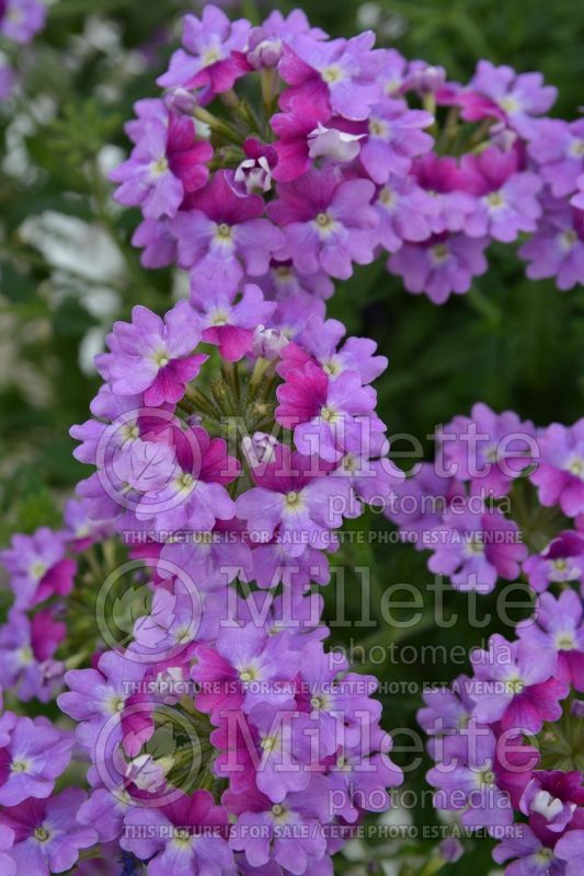 Verbena Tiara Mickey Purple Pink (vervain) 1  