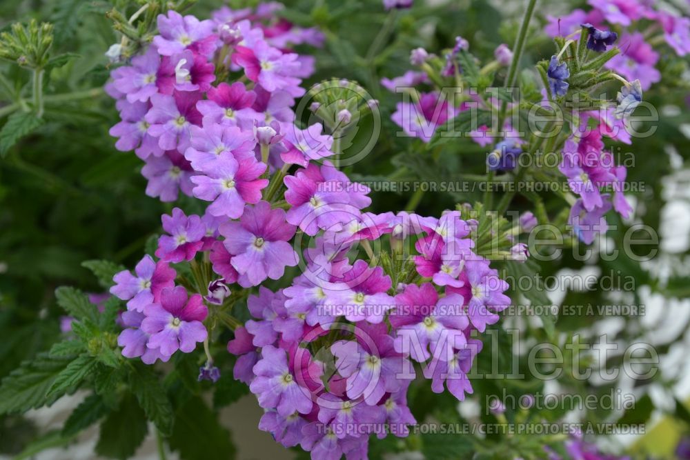 Verbena Tiara Mickey Purple Pink (vervain) 2  