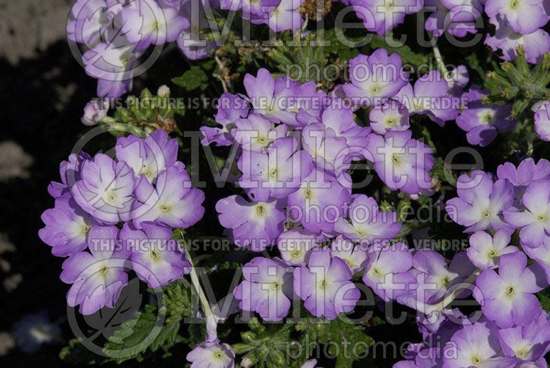 Verbena Tuscany Lavender Picotee (Verbena)  1