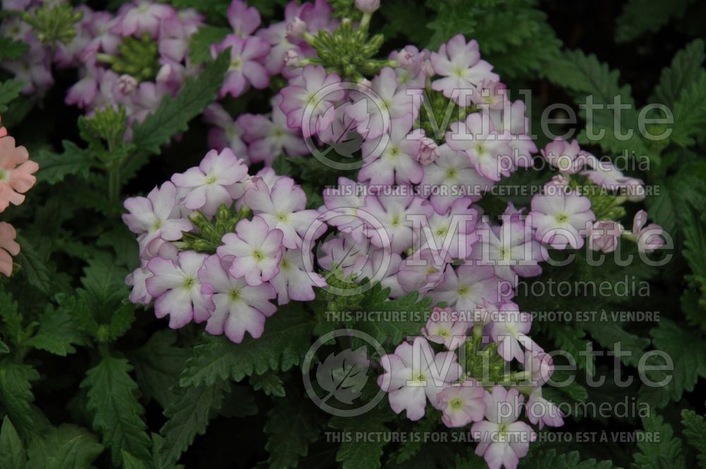 Verbena Tuscany Lavender Picotee (Verbena) 2