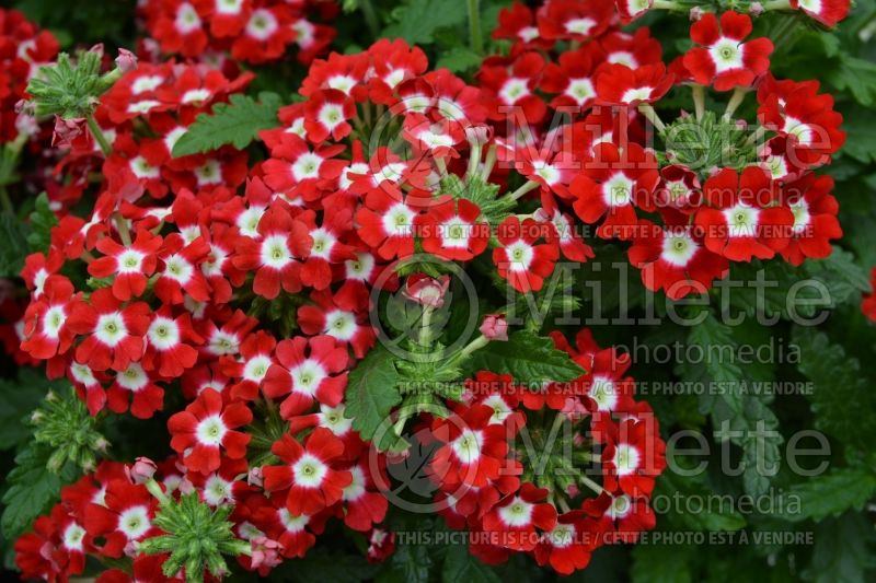 Verbena Tuscany Scarlet with Eye (vervain) 1  