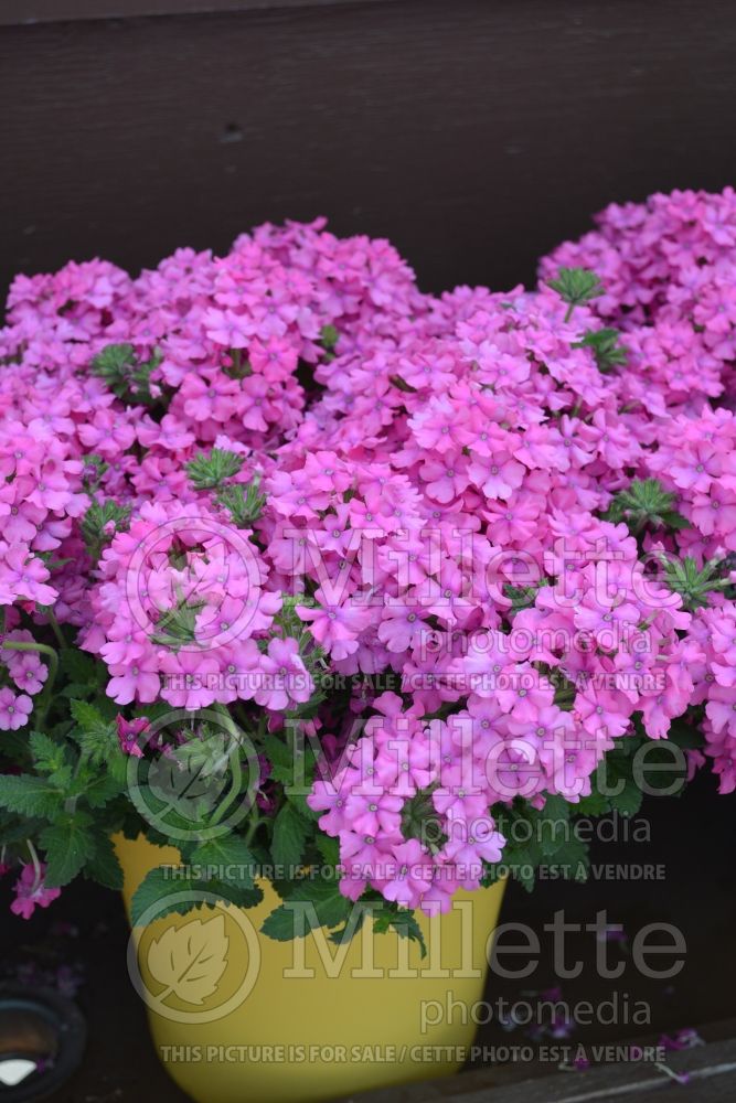 Verbena Vanessa Deep Pink (Verbena)  1 