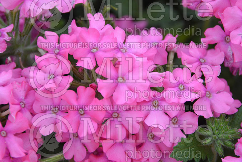 Verbena Vanessa Deep Pink (Verbena)  3 