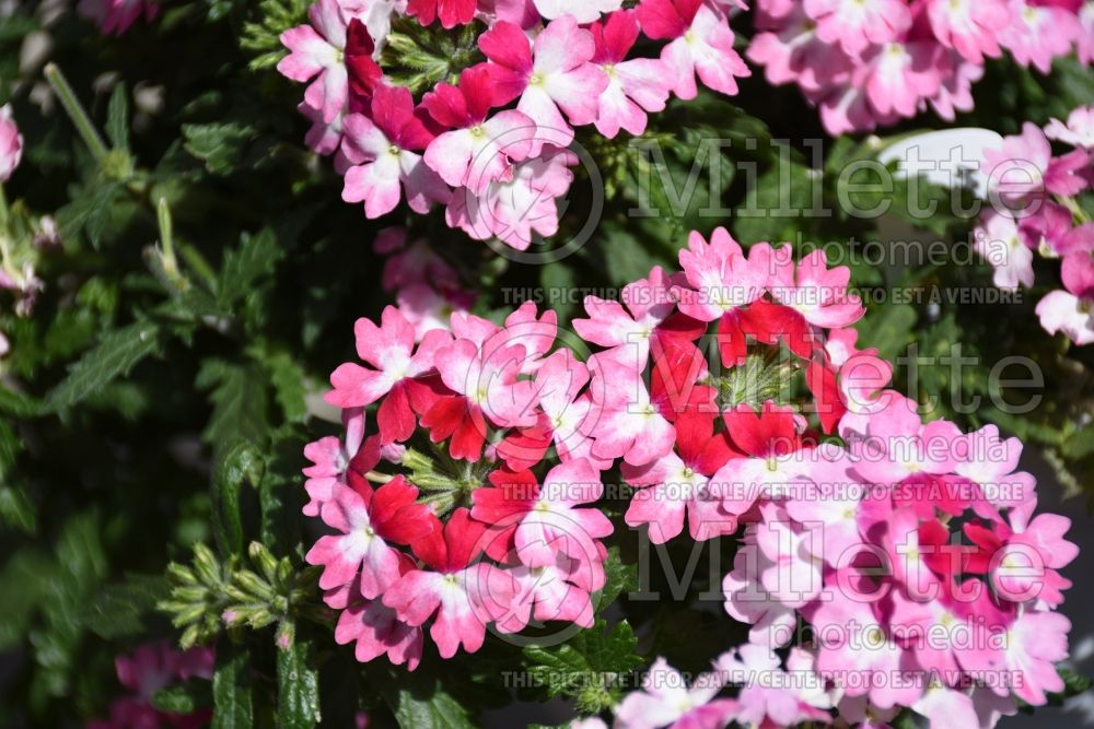 Verbena Wicked Hot Pink (Verbena)  1 