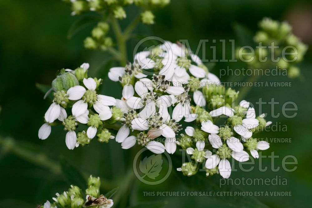 Verbesina virginica (white crownbeard - frostweed) 1  