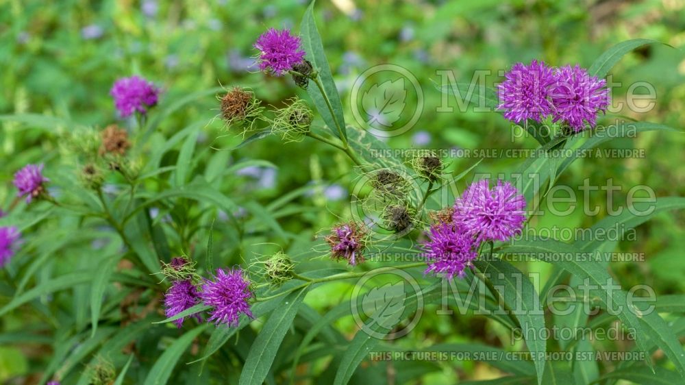 Vernonia arkansana (Ironweed )  1