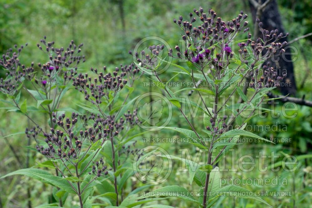 Vernonia baldwinii (Ironweed )  1