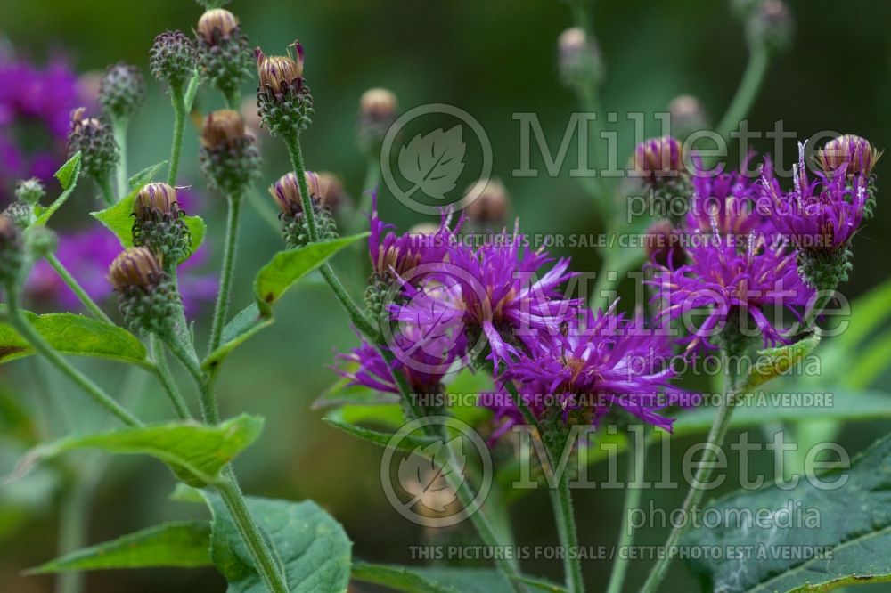 Vernonia baldwinii (Ironweed )  2