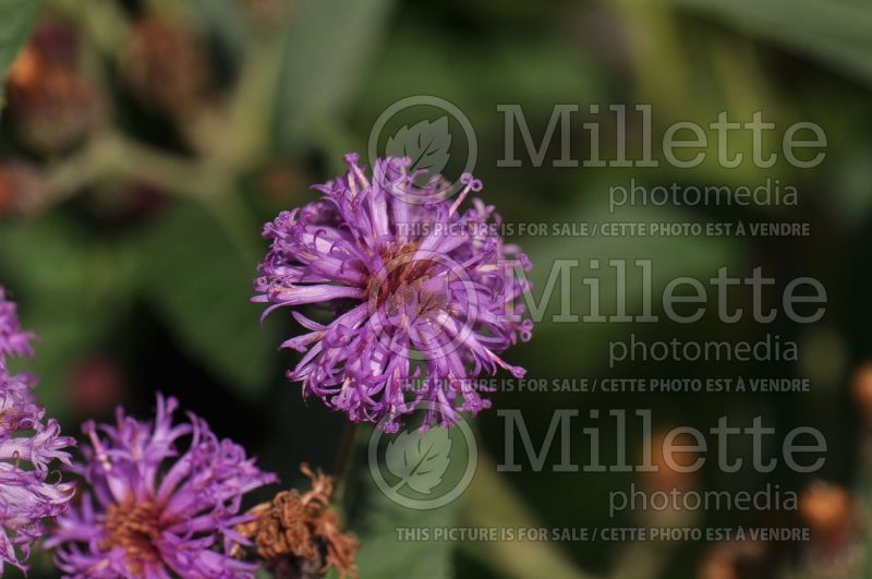 Vernonia gigantea (Ironweed )  1