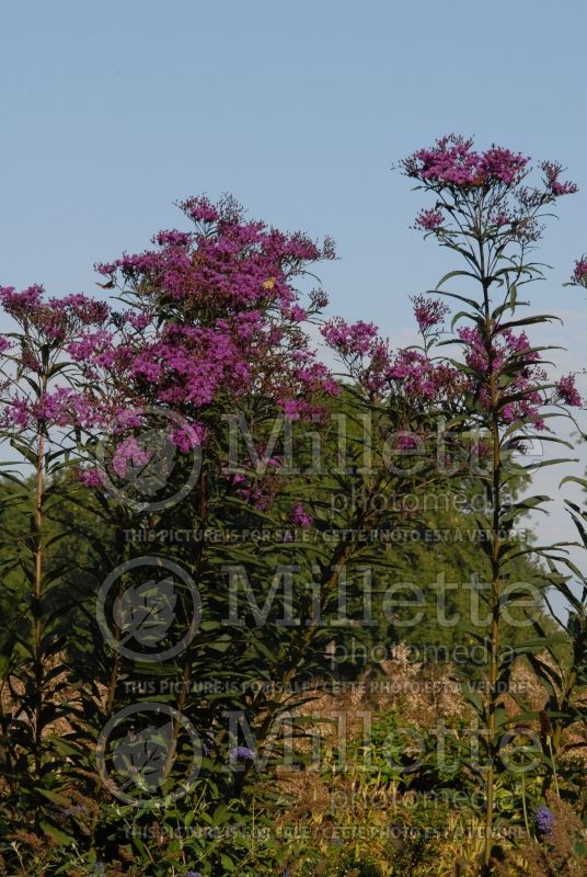 Vernonia gigantea (Ironweed )  2