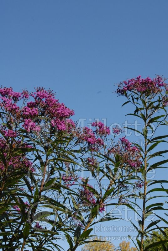 Vernonia gigantea (Ironweed )  3