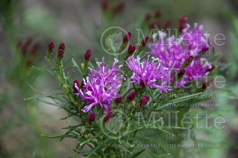 Vernonia Iron Butterfly (Ironweed )  2