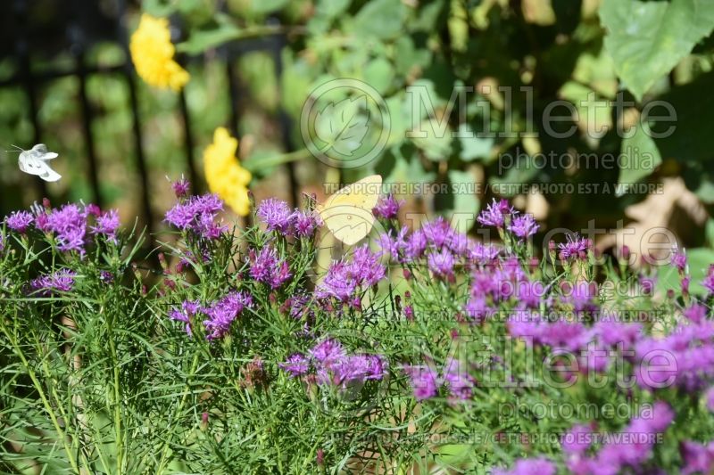 Vernonia Iron Butterfly (Ironweed )  1