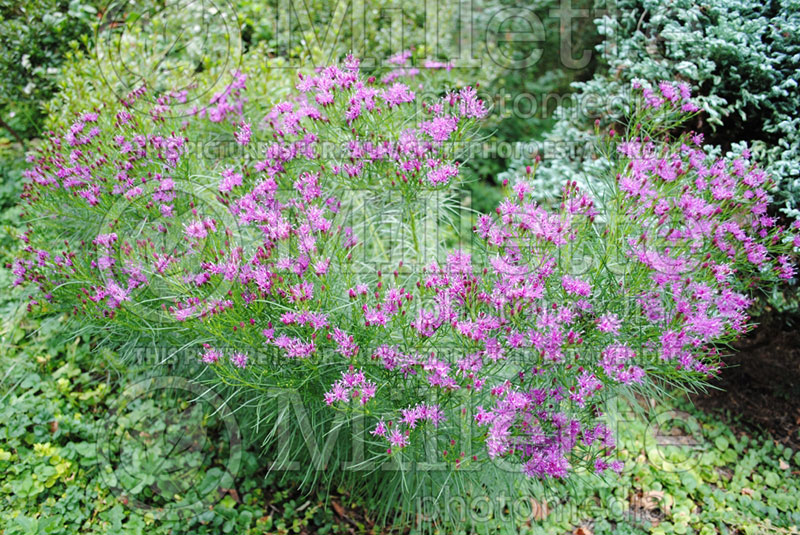 Vernonia lettermanii (Ironweed )  1