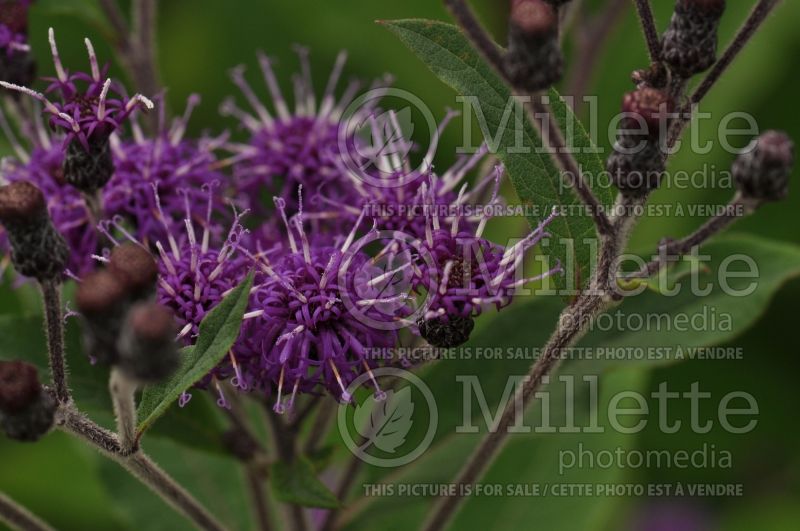 Vernonia missurica (Ironweed )  2