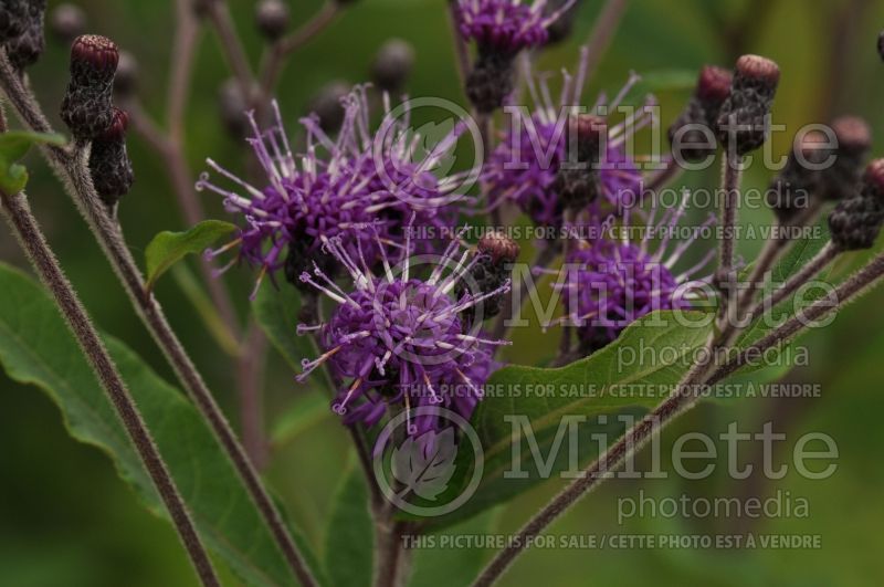 Vernonia missurica (Ironweed )  4