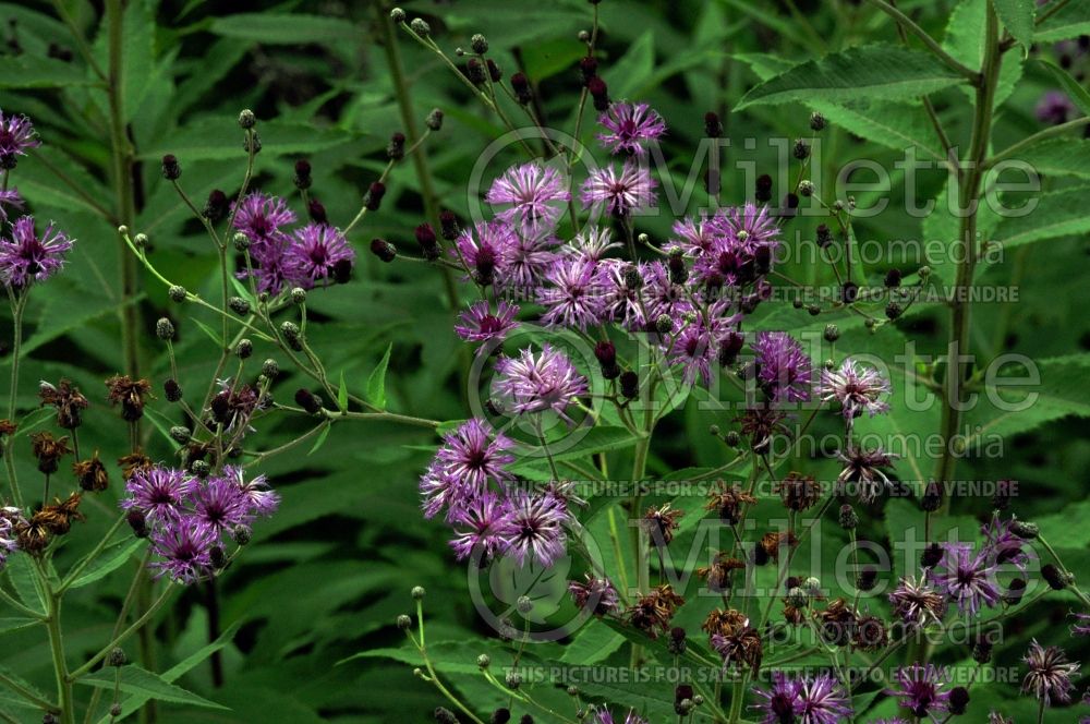 Vernonia missurica (Ironweed )  3